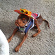 Illustration for article titled Walter the Miniature Pinscher Gets a Second Chance at Life